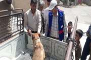  واکسیناسیون ۵۸۰ قلاده سگ علیه بیماری هاری در کرمان 